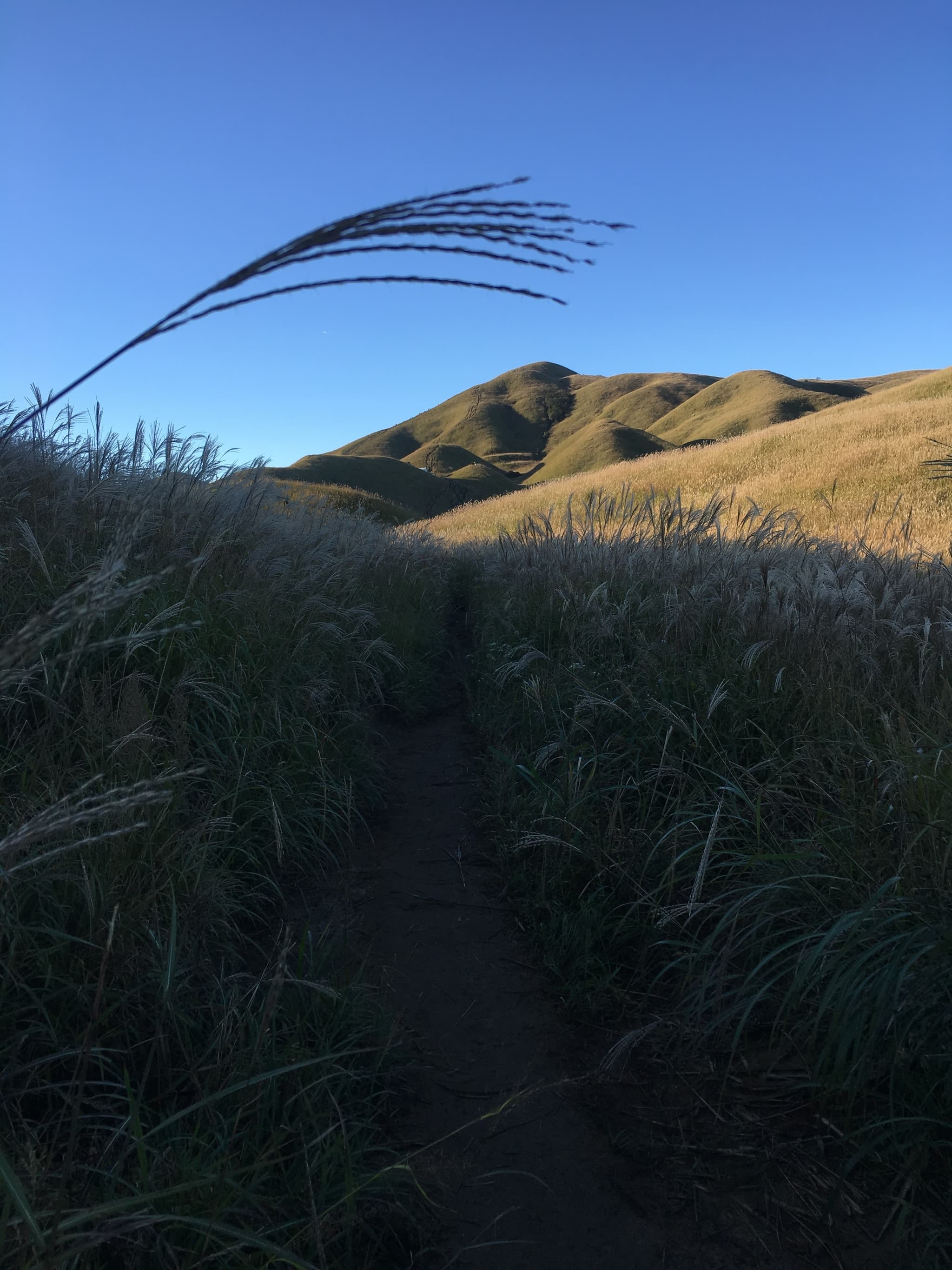 A low angle shot of a mountainous landscape with a clear blue sky. A plant is in the foreground