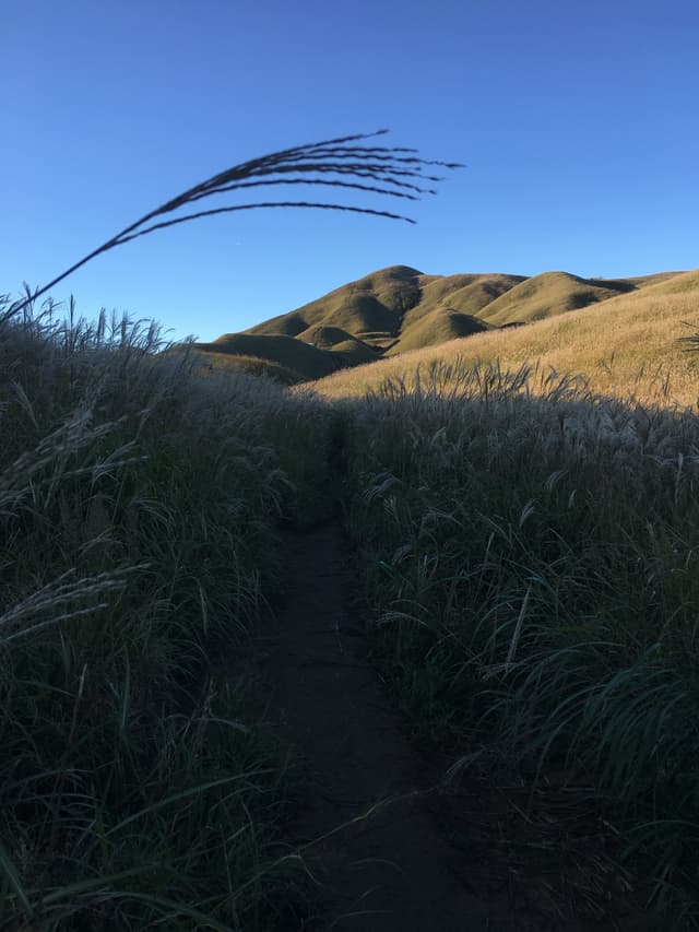 A low angle shot of a mountainous landscape with a clear blue sky. A plant is in the foreground