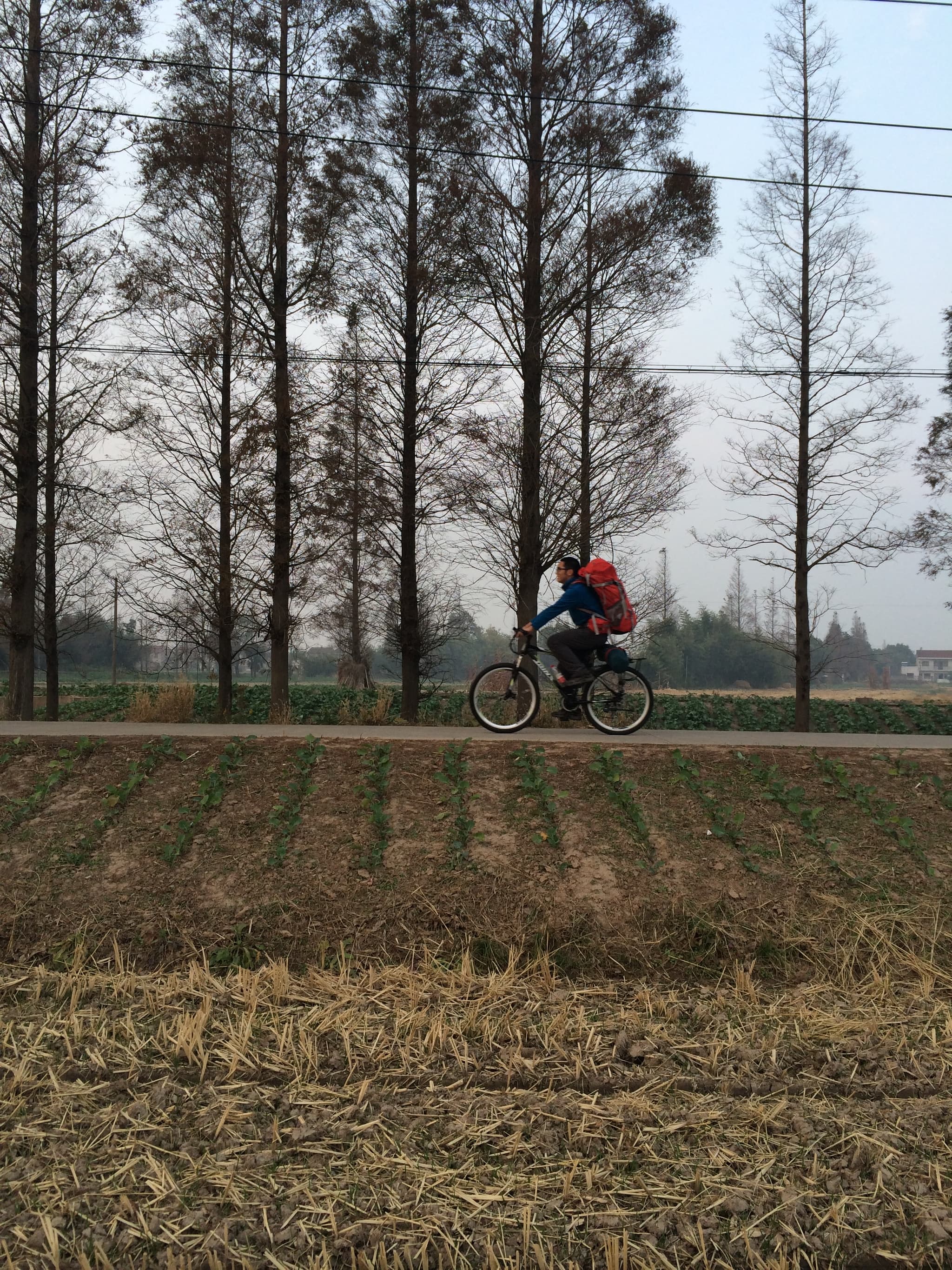 a cyclist riding on a road beside a field of dry grass and trees