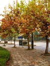 A row of trees with changing leaves on a stone path