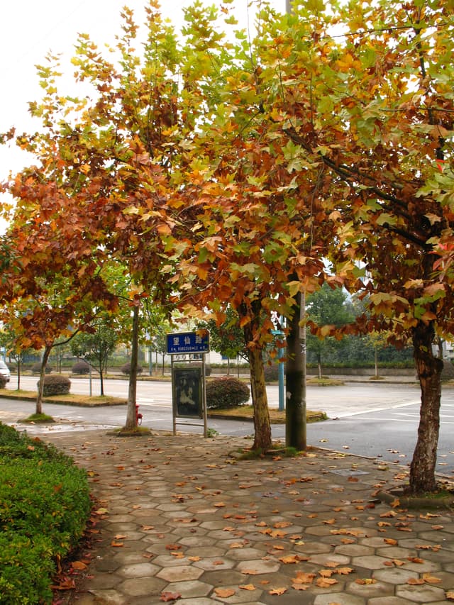 A row of trees with changing leaves on a stone path