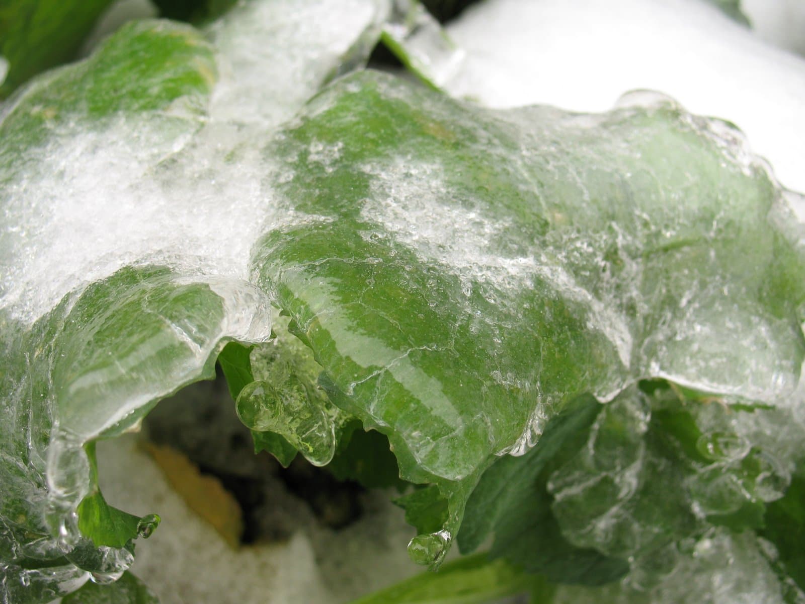 Green leaves covered in a layer of ice and frost