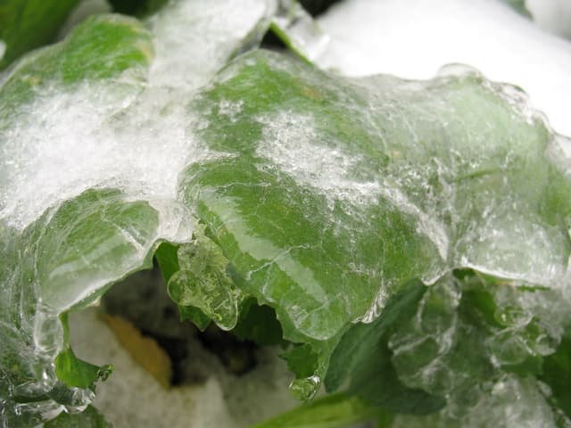 Green leaves covered in a layer of ice and frost