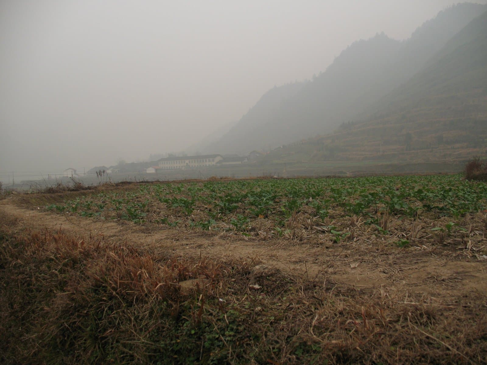 A foggy mountain side with a field in the foreground