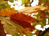 Sunlight filtering through colorful autumn leaves