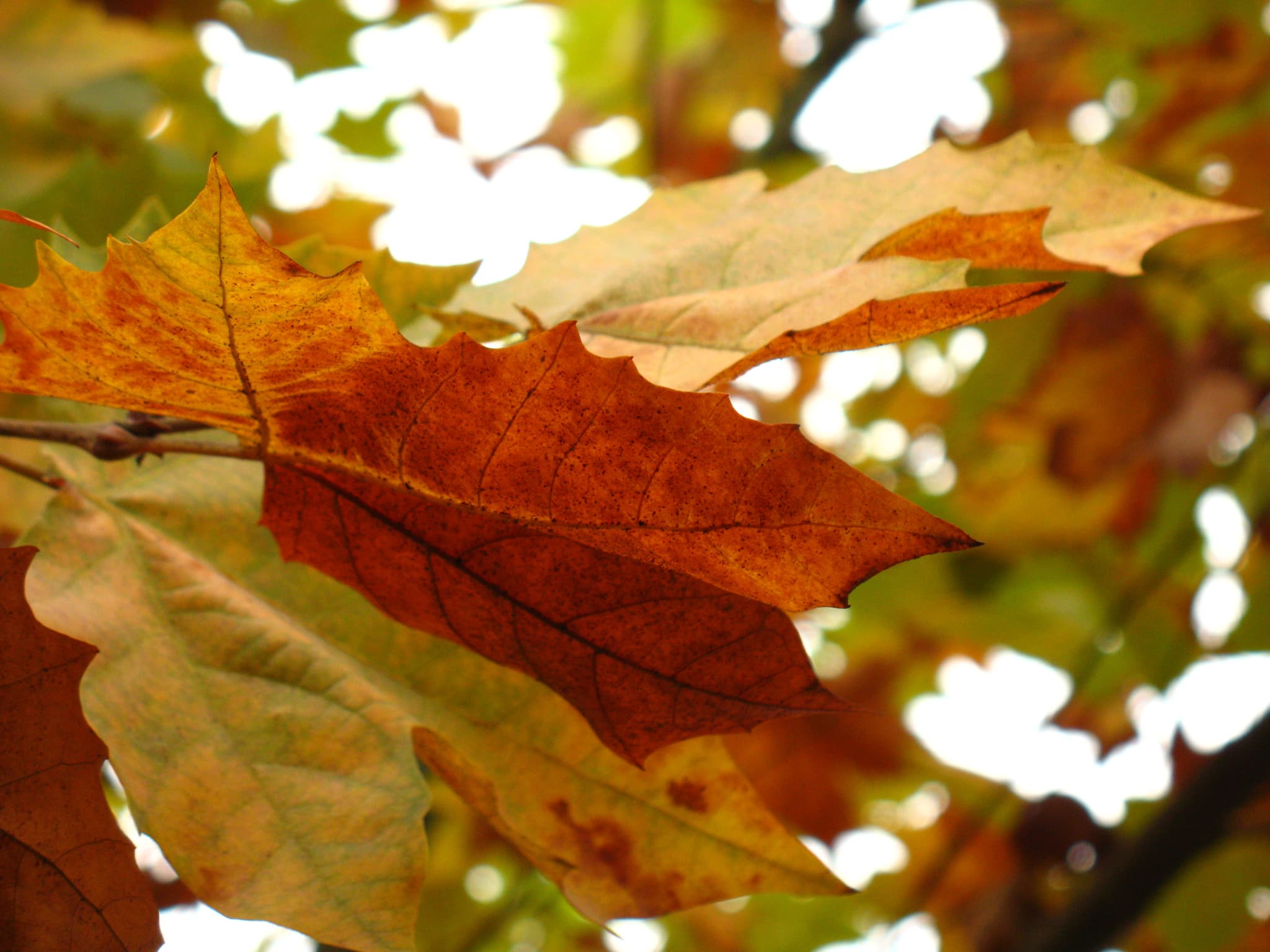 Sunlight filtering through colorful autumn leaves
