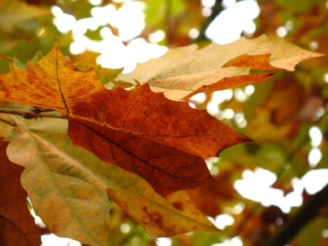 Sunlight filtering through colorful autumn leaves