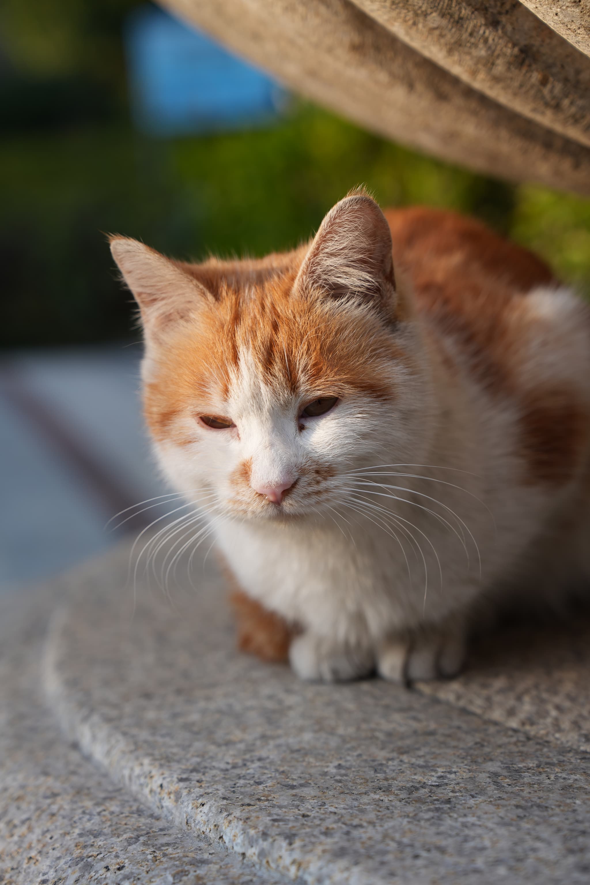 An orange and white cat peeking around a scratching post