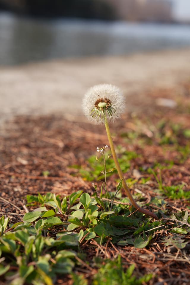 A single dandelion seed head stands tall on a patch of grass and pine needles beside a serene body of water