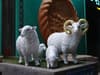 Three white sheep statues on a platform