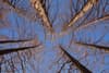 Leafless tree branches against a blue sky