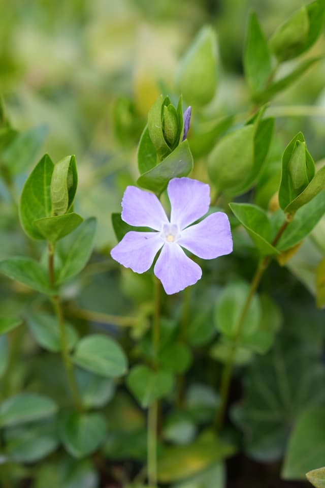 A single purple flower with green leaves and buds