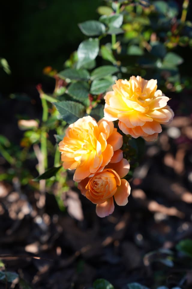 Two orange roses in a garden