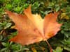 A single orange maple leaf on green foliage