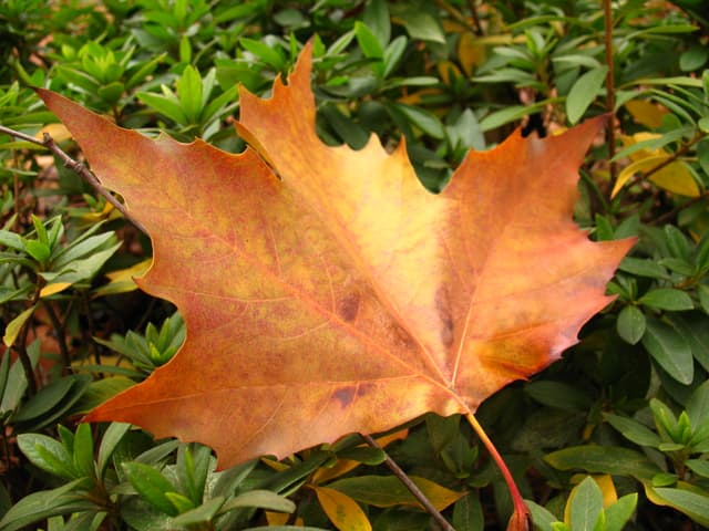 A single orange maple leaf on green foliage