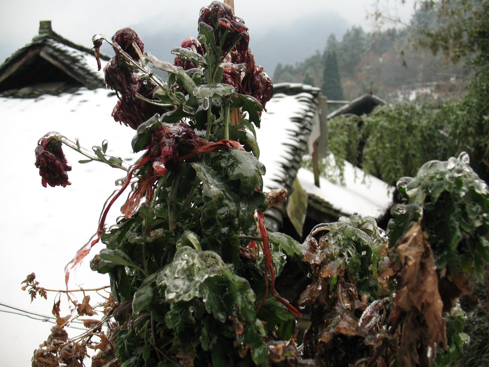 Frozen plant with red ribbons and icicles in front of a snowy roof