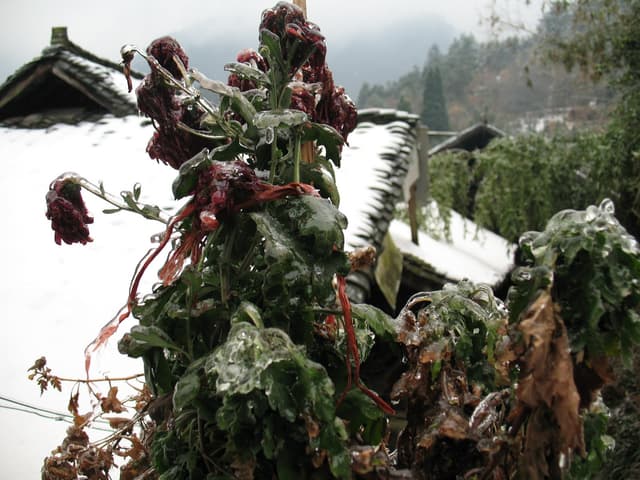 Frozen plant with red ribbons and icicles in front of a snowy roof