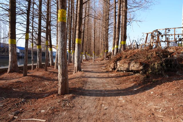 A dirt path winds through a forest with bare trees marked by yellow bands