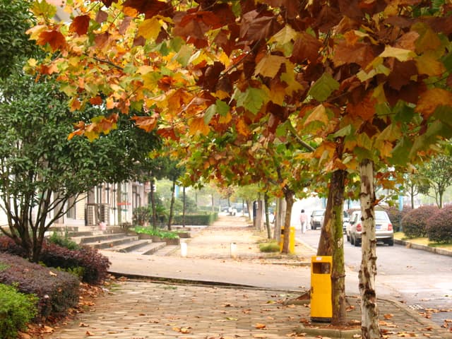 A tree with colorful autumn leaves stands on a sidewalk