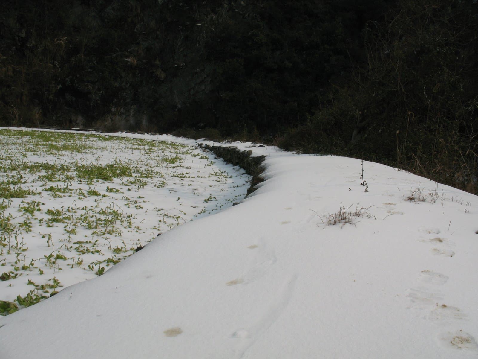 Snow covers a winding path through a grassy field