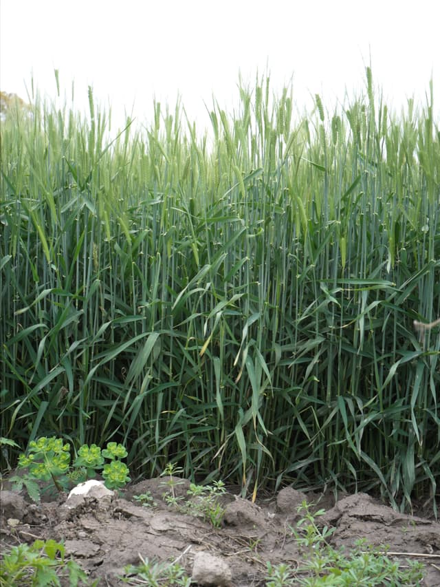 We found a wheat field nearby my home.