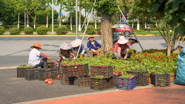 the workers are working under the sun