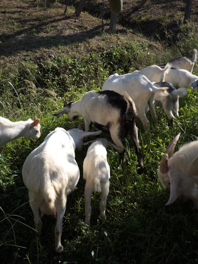 We met a few sheeps when we were picking up at an orchard.