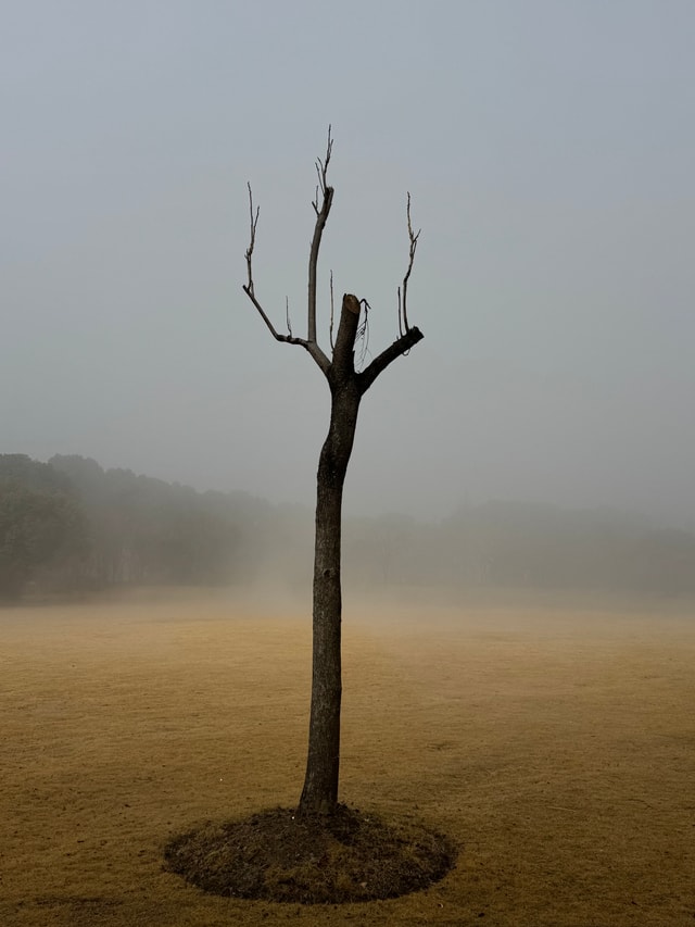 The foggy morning in the Auto park nearby my apartment 