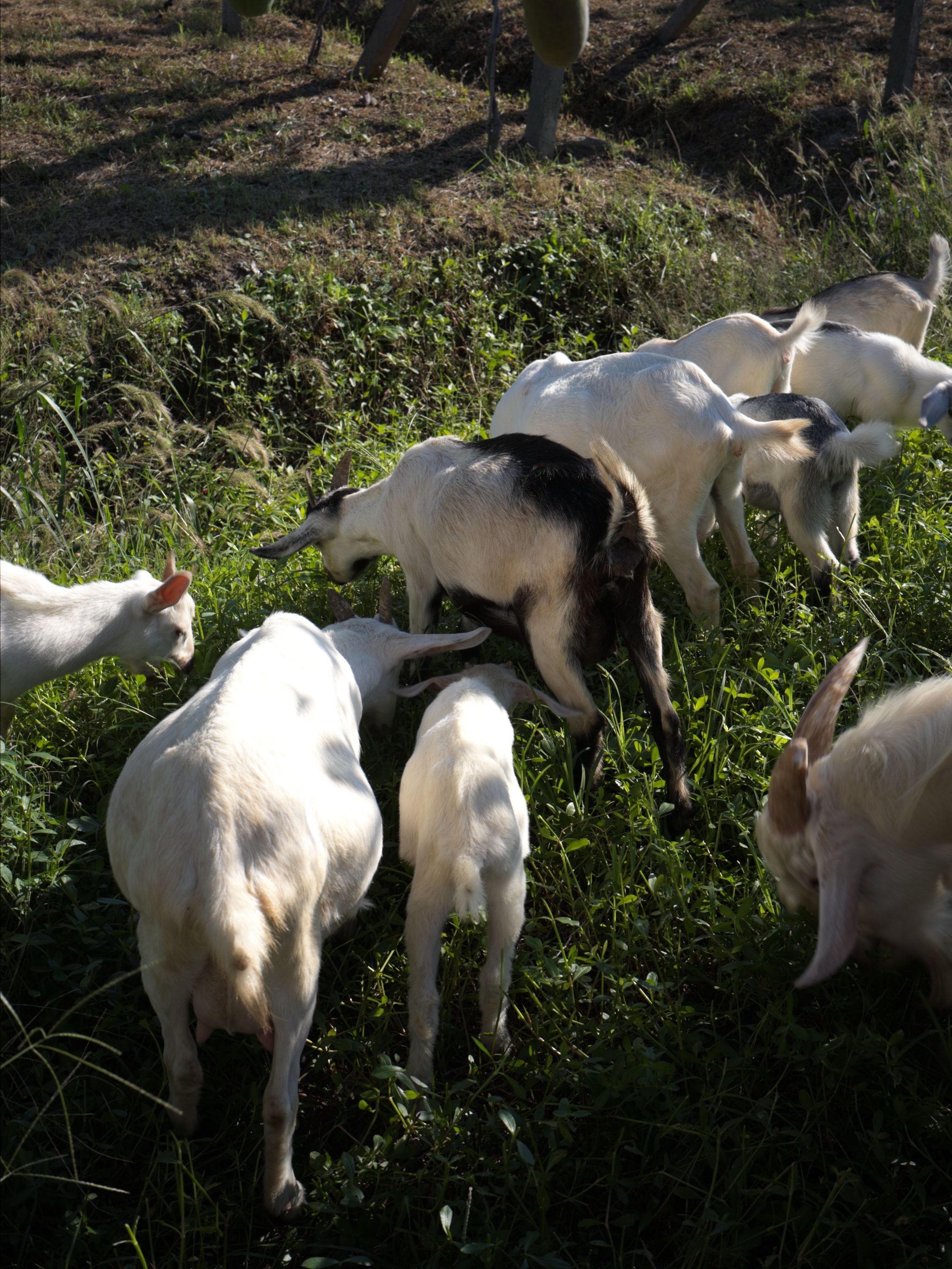 We met a few sheeps when we were picking up at an orchard.