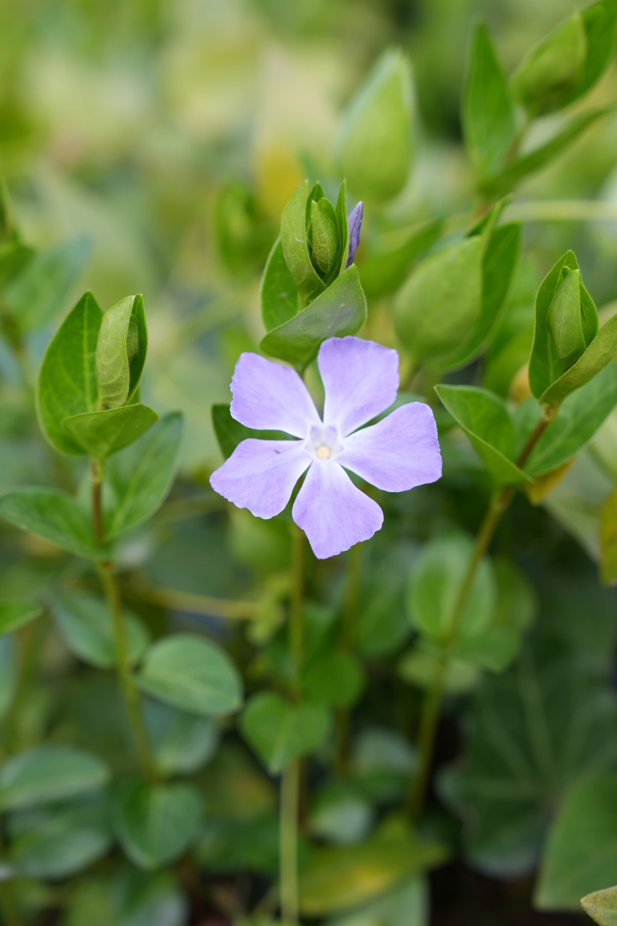 A single purple flower with green leaves and buds