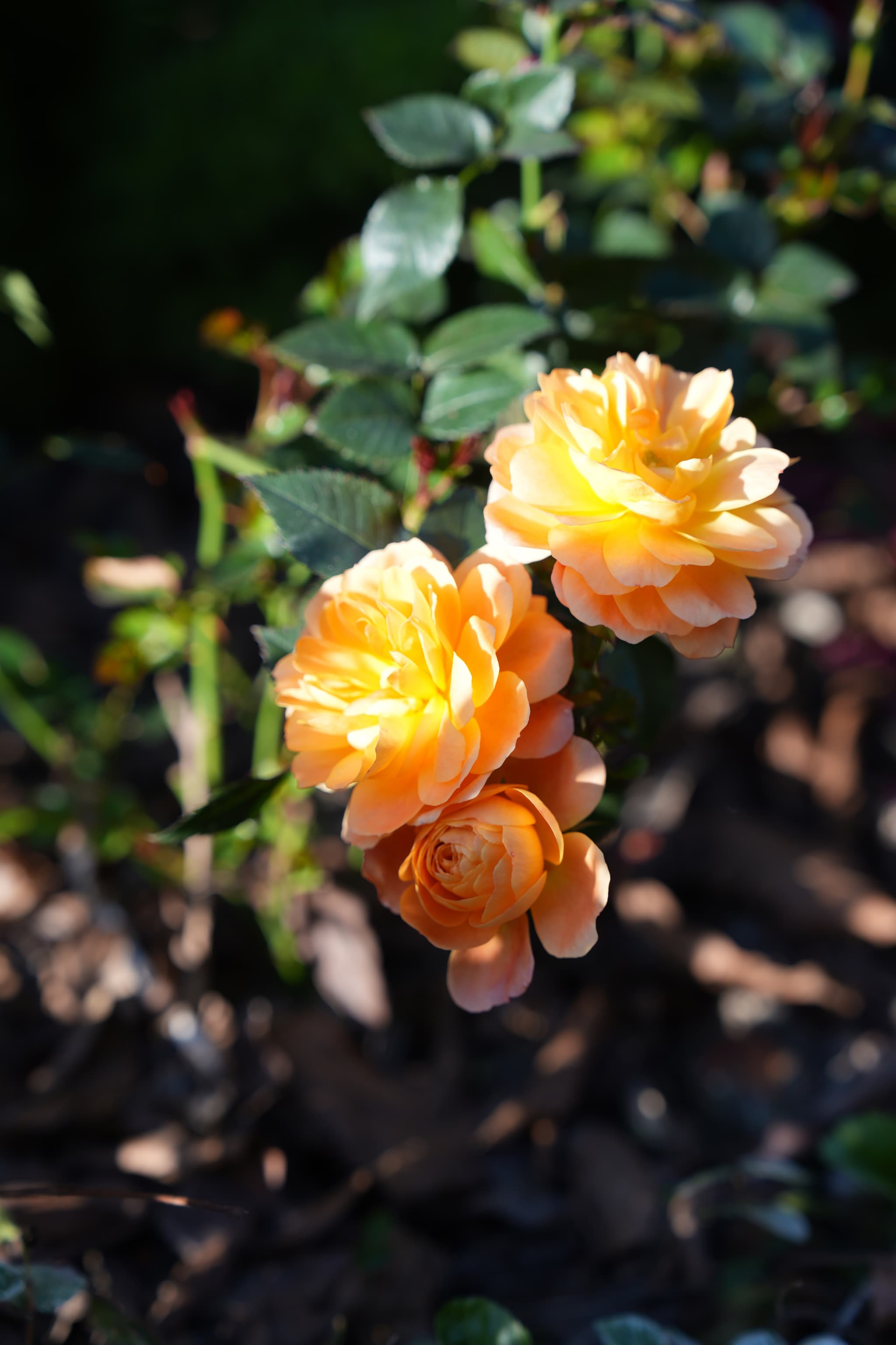 Two orange roses in a garden